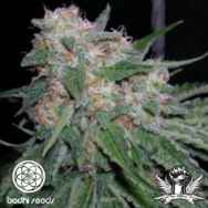 Bodhi Seeds Blue Tara